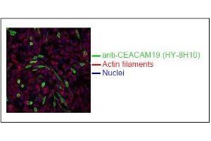 Spectral Confocal Microscopy of CHO cells usingHY-8H10. (CEACAM19 Antikörper)
