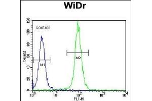 DM1- Antibody (N-term) (ABIN651631 and ABIN2840337) flow cytometric analysis of WiDr cells (right histogram) compared to a negative control cell (left histogram). (DAAM1 Antikörper  (N-Term))