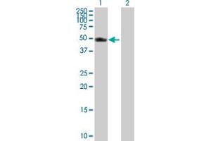 Western Blot analysis of VRK1 expression in transfected 293T cell line by VRK1 MaxPab polyclonal antibody.