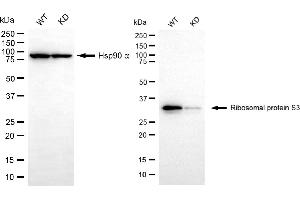 Western blotting analysis using ribosomal protein S3 antibody (ABIN7800223). (Rekombinanter RPS3 Antikörper)