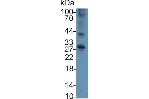 Western Blot; Sample: Mouse Thymus lysate; Primary Ab: 3µg/ml Rabbit Anti-Mouse TNFRSF5 Antibody Second Ab: 0. (CD40 Antikörper  (AA 26-193))
