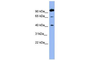 WB Suggested Anti-NTSR1 Antibody Titration:  0. (NTSR1 Antikörper  (N-Term))