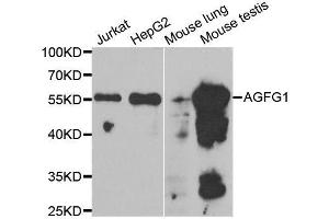 Western blot analysis of extracts of various cell lines, using AGFG1 antibody. (AGFG1 Antikörper  (AA 1-280))