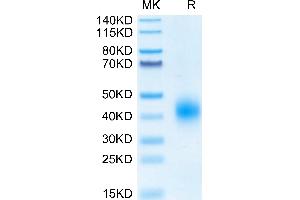 Biotinylated Human BTLA on Tris-Bis PAGE under reduced condition. (BTLA Protein (His-Avi Tag,Biotin))