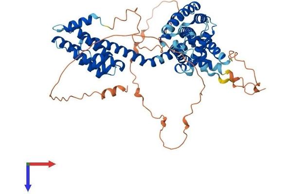 TCP11 Protein (AA 1-566) (His tag)