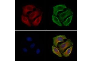 ABIN6255877 and ABIN6267450 staining Hela cells(4h of LPS treatment) by IF/ICC.