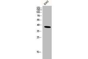 Western Blot analysis of K562 cells using DNA pol β Polyclonal Antibody (POLB Antikörper  (C-Term))