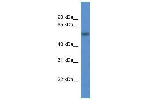 Western Blot showing Rod1 antibody used at a concentration of 1-2 ug/ml to detect its target protein.