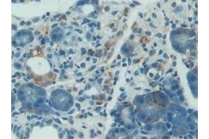 Detection of NES1 in Rat Pancreas Tissue using Polyclonal Antibody to Nesfatin 1 (NES1)