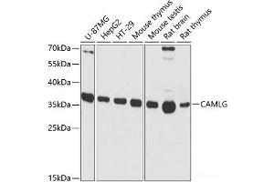 Western blot analysis of extracts of various cell lines using CAMLG Polyclonal Antibody at dilution of 1:3000. (CAMLG Antikörper)
