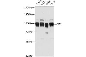 Western blot analysis of extracts of various cell lines, using GIT2 antibody (ABIN7267315) at 1:1000 dilution. (GIT2 Antikörper  (AA 450-510))