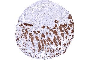 Strong pepsinogen I positivity in chief cells of corpus glands