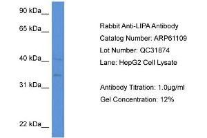 Western Blotting (WB) image for anti-Lipase A, Lysosomal Acid, Cholesterol Esterase (LIPA) (N-Term) antibody (ABIN2788678) (Lipase A Antikörper  (N-Term))