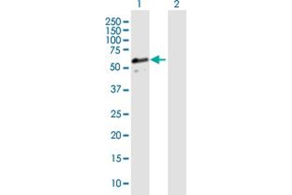 DNAJA3 Antikörper  (AA 1-480)