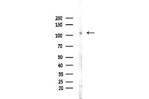 Western blot analysis of lysates from Mouse brain, using INPP4A Antibody at 1/1000 dilution.