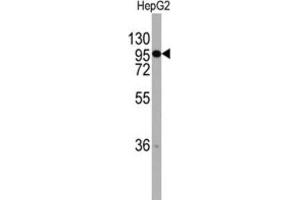 Western Blotting (WB) image for anti-Chordin (CHRD) antibody (ABIN2997784)