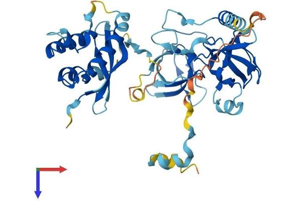 NCF1 Protein (AA 1-390) (His tag)