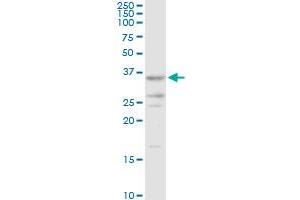 AKR7A2 MaxPab rabbit polyclonal antibody. (AKR7A2 Antikörper  (AA 1-330))