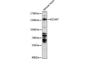 Western blot analysis of extracts of mouse brain, using KCNH7 antibody (ABIN7269491) at 1000 dilution. (KCNH7 Antikörper  (AA 100-350))