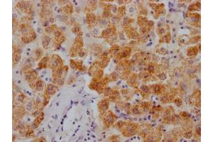 IHC image of ABIN7127871 diluted at 1:100 and staining in paraffin-embedded human liver tissue performed on a Leica BondTM system. (Rekombinanter XDH Antikörper)