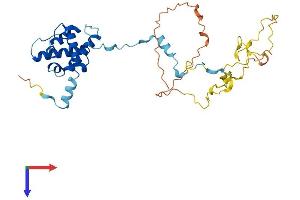 CNN3 Protein (AA 1-330) (His tag)
