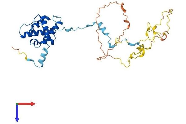 CNN3 Protein (AA 1-330) (His tag)