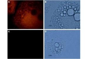 Expression of AQP7 in rat adipocytes - Immunocytochemical staining of 3T3-L1 adipocytes using Anti-Aquaporin 7 Antibody (ABIN7042943, ABIN7045203 and ABIN7045204), (1:800), followed by goat anti-rabbit-AlexaFluor-555 secondary antibody (red) A, C. (Aquaporin 7 Antikörper  (Intracellular, N-Term))
