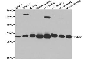 Western blot analysis of extracts of various cell lines, using PSME1 antibody (ABIN5973094) at 1/1000 dilution. (PSME1 Antikörper)