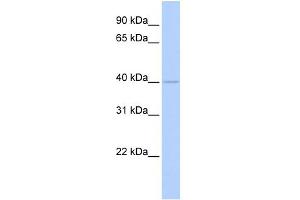 WB Suggested Anti-WDR45L Antibody Titration:  0. (WD Repeat Domain 45B (WDR45B) (Middle Region) Antikörper)