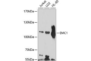 Western blot analysis of extracts of various cell lines, using EMC1 antibody (ABIN6132155, ABIN6140146, ABIN6140147 and ABIN6214486) at 1:1000 dilution. (KIAA0090 Antikörper  (AA 885-965))