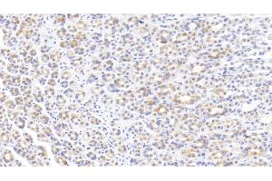 Detection of EGF in Rat Stomach Tissue using Monoclonal Antibody to Epidermal Growth Factor (EGF) (EGF Antikörper  (AA 974-1026))