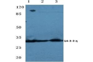 Western blot analysis of 14-3-3 eta antibody at 1/500 dilution: Lane 1: MCF-7 cell lysate. (14-3-3 eta Antikörper)