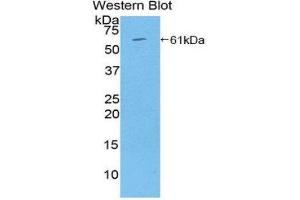 Western Blotting (WB) image for anti-Thrombospondin 4 (THBS4) (AA 708-963) antibody (ABIN1860748) (THBS4 Antikörper  (AA 708-963))