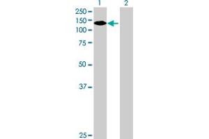 Western Blot analysis of NLRP2 expression in transfected 293T cell line by NLRP2 MaxPab polyclonal antibody. (NLRP2 Antikörper  (AA 1-1062))