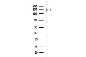 anti-Synaptic Ras GTPase Activating Protein 1 (SYNGAP1) (C-Term) antibody