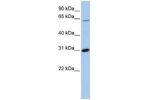 WB Suggested Anti-FRK Antibody Titration: 0. (FRK Antikörper  (Middle Region))