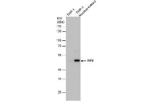 WB Image IRF8 antibody detects IRF8 protein by western blot analysis. (IRF8 Antikörper  (C-Term))