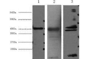 Western Blot analysis of 1) Hela, 2) Mouse heart, 3) Rat heart using AQP4 Monoclonal Antibody at dilution of 1:2000. (Aquaporin 4 Antikörper)