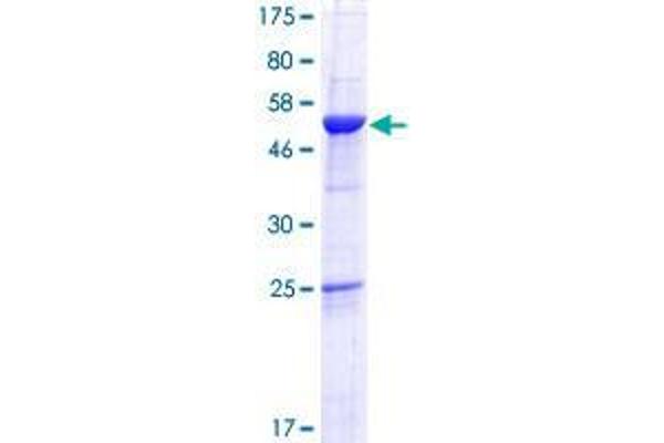 ROGDI Protein (AA 1-287) (GST tag)