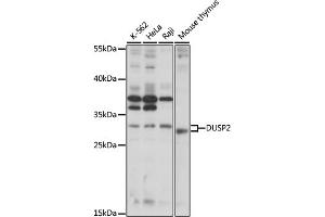 Western blot analysis of extracts of various cell lines, using DUSP2 antibody (ABIN7266847) at 1:1000 dilution.