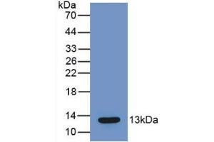 Western Blot; Sample: Recombinant MCP1, Mouse. (CCL2 Antikörper  (AA 24-96))
