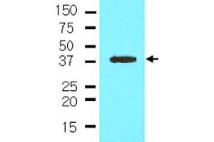 The cell lysate of NIH/3T3 (35 ug) was resolved by SDS-PAGE and probed with NANOG monoclonal antibody, clone 5A10  (1:500). (Nanog Antikörper  (AA 1-154))