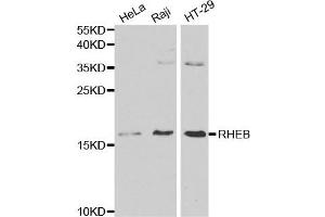 Western blot analysis of various cell lysate using RHEB antibody. (RHEB Antikörper)