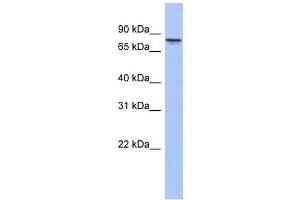PRKCG antibody used at 1 ug/ml to detect target protein. (PKC gamma Antikörper  (N-Term))