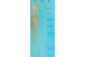 Western Blot analysis of acetylated lysine showing detection of Acetylated Lysine protein using Mouse Anti-Acetylated Lysine Monoclonal Antibody, Clone 7F8 . (Lysine (lys) (acetylated) Antikörper (HRP))