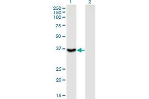 ITGB1BP2 antibody  (AA 246-319)
