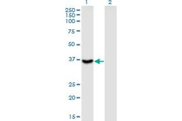 ITGB1BP2 antibody  (AA 246-319)