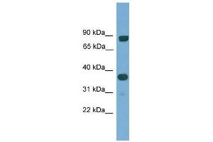 KHDRBS2 antibody used at 0. (KHDRBS2 Antikörper  (N-Term))