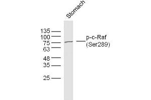 Mouse stomach lysates probed with c-Raf (Ser289) Polyclonal Antibody, unconjugated  at 1:300 overnight at 4°C followed by a conjugated secondary antibody at 1:10000 for 90 minutes at 37°C. (RAF1 Antikörper  (pSer289))