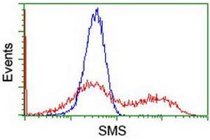 HEK293T cells transfected with either RC200619 overexpress plasmid (Red) or empty vector control plasmid (Blue) were immunostained by anti-SMS antibody (ABIN2454717), and then analyzed by flow cytometry. (SMS Antikörper)